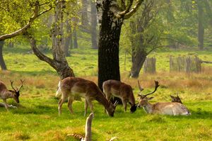 Cerfs et biches dans le Richmond Park (Londres, Angleterre)